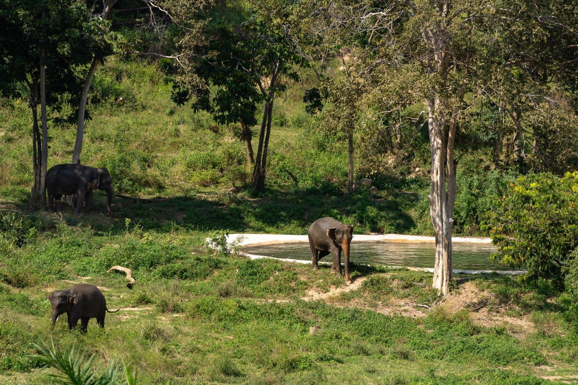 Wild Cottages Elephant Sanctuary Resort Amphoe Koksamui Exterior photo