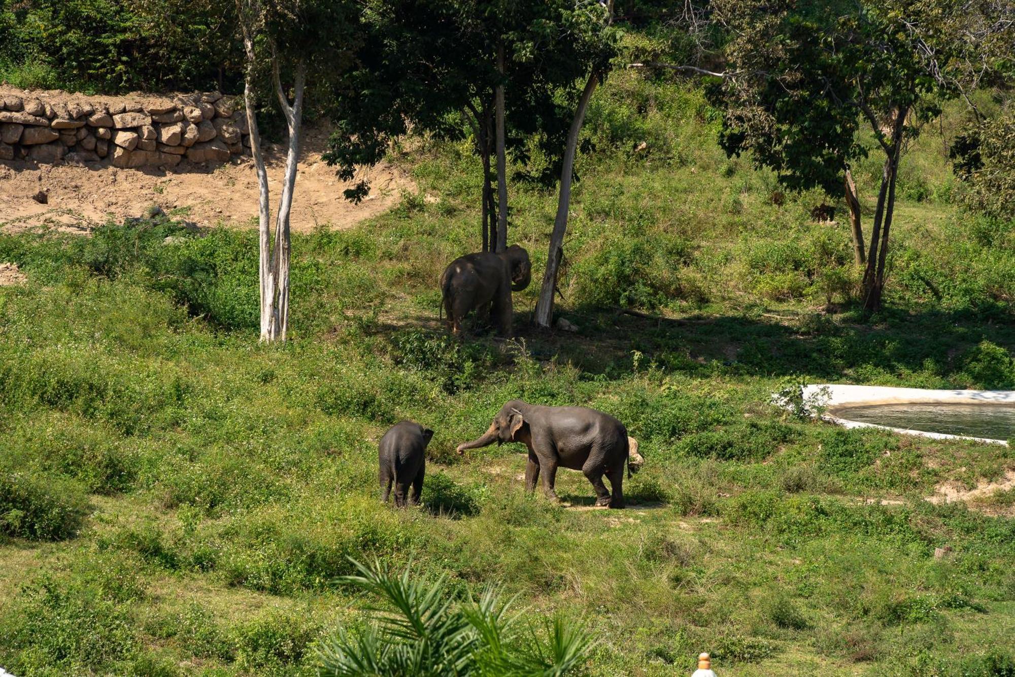 Wild Cottages Elephant Sanctuary Resort Amphoe Koksamui Exterior photo
