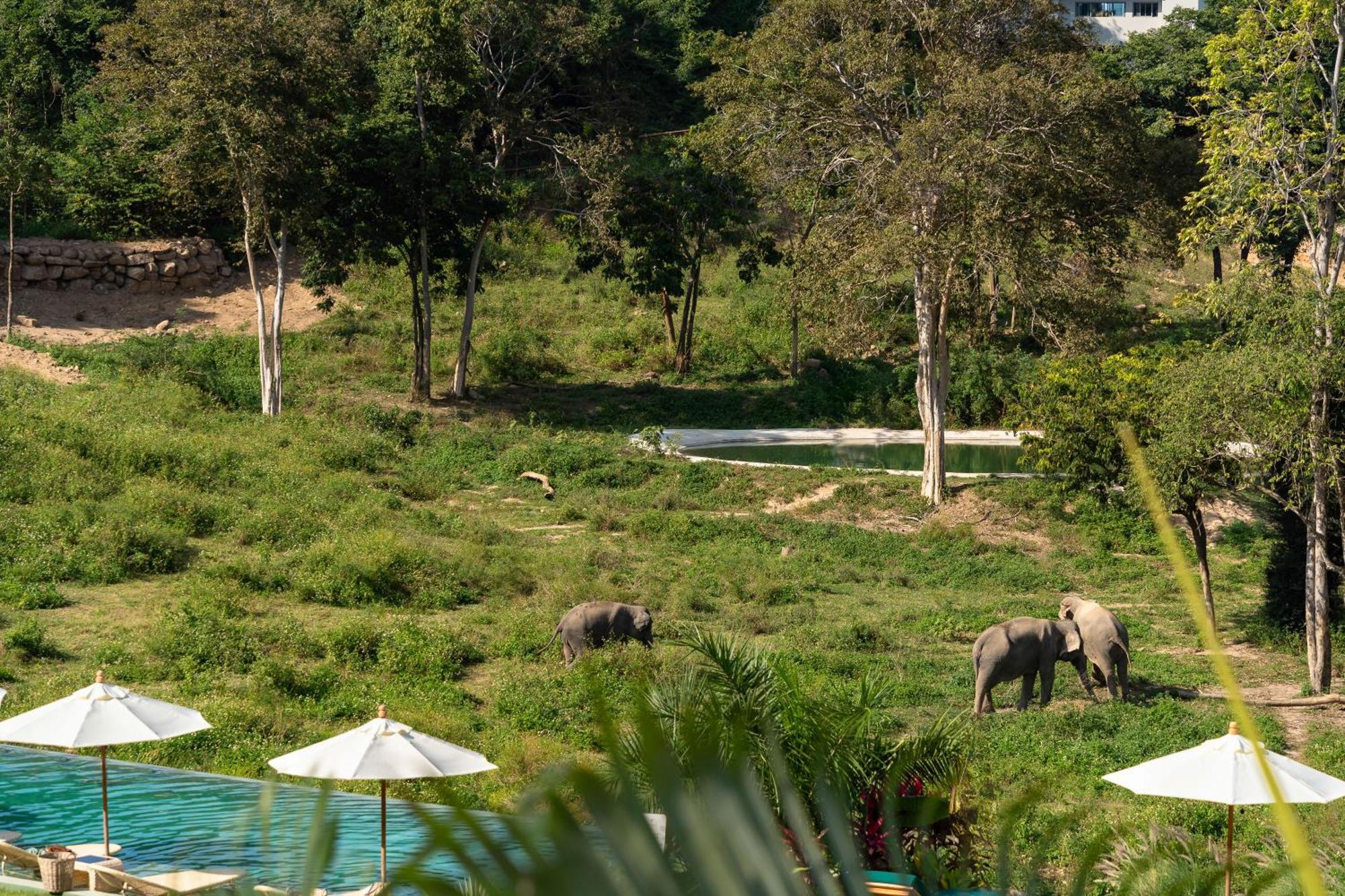 Wild Cottages Elephant Sanctuary Resort Amphoe Koksamui Exterior photo